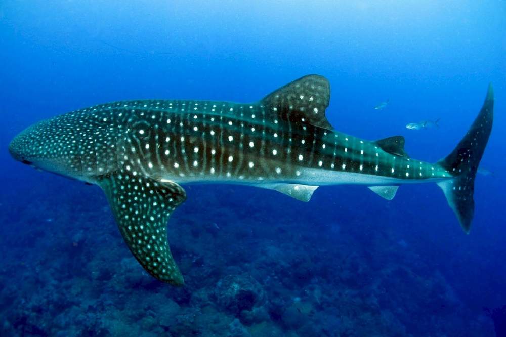 Swim with Whale Sharks in Belize with Inspirit Eco Adventures