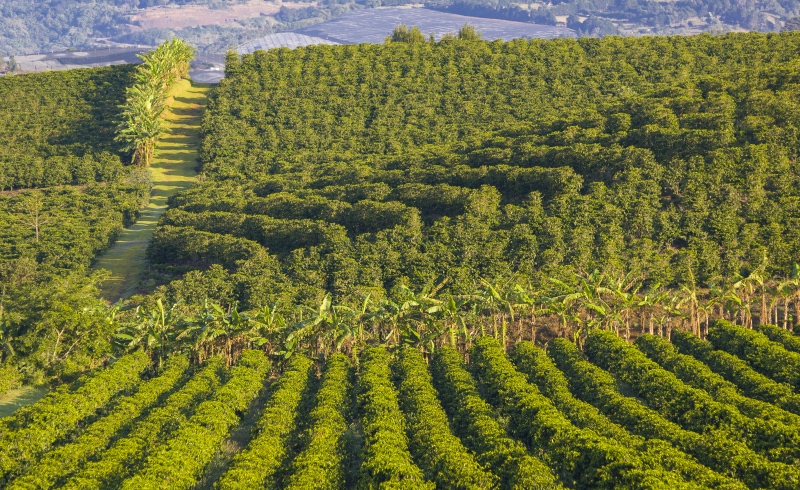 Coffee Plantation, Costa Rica